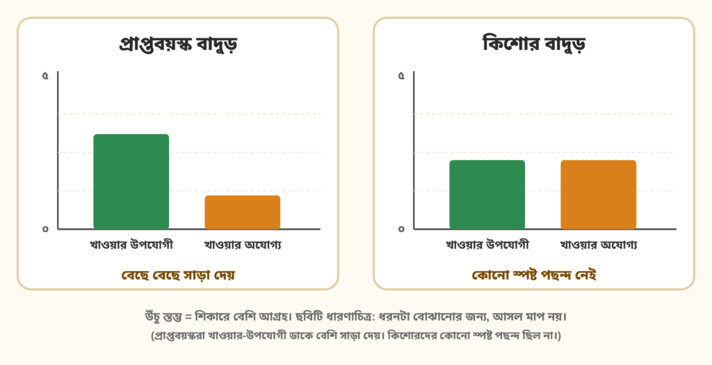 প্রাপ্তবয়স্ক আর কিশোর বাদুড়ের সাড়ার ধারণাচিত্র