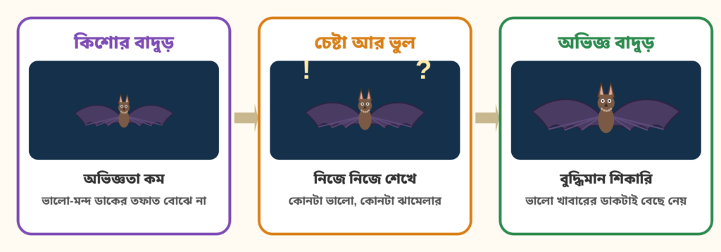 কিশোর বাদুড় চেষ্টা আর ভুলের মধ্য দিয়ে শিখে অভিজ্ঞ শিকারি হয়ে ওঠে